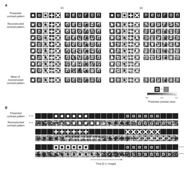1712332885838.jpg AI解码大脑,visualizationofimagesandthoughtspossiblewithnewdeepneuralnetworktechnolo