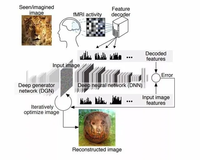 1712332886135.jpg AI解码大脑,visualizationofimagesandthoughtspossiblewithnewdeepneuralnetworktechnolo
