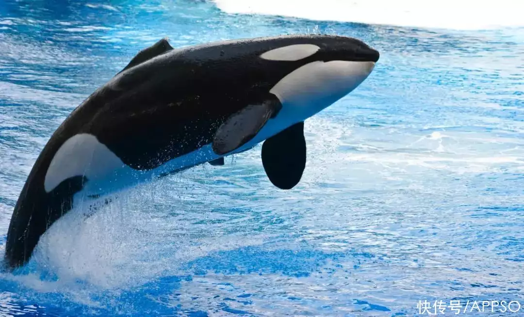 新媒体狂魔？如何打造爱范儿社媒霸屏盛况？急需你！[1个字符]